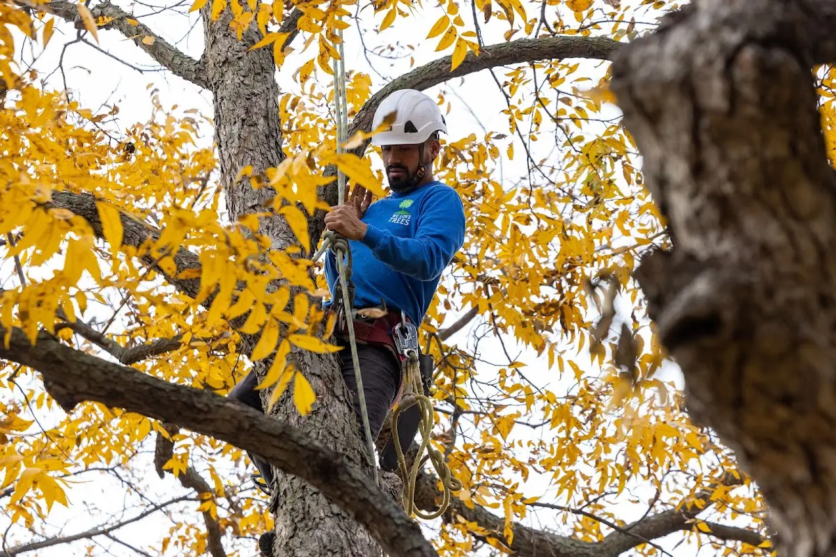 Skilled Storm Damage Cleanup crew working in Norton